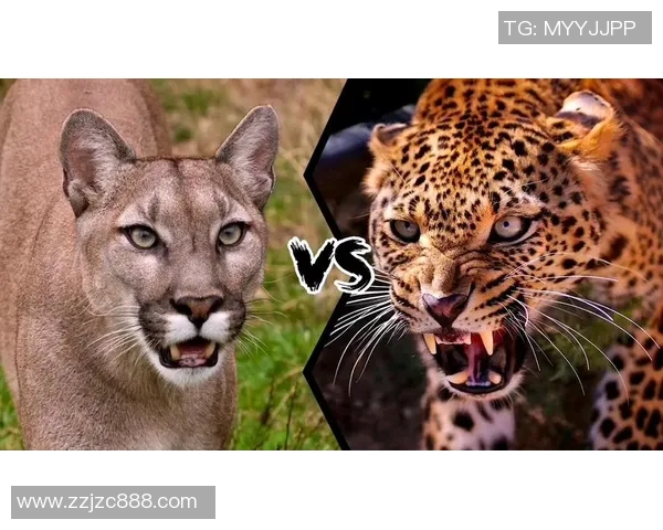 亚特兰特与美洲狮的激烈对决揭示足球战术与团队精神的完美结合 亚特兰特与美洲狮的激烈对决揭示足球战术与团队精神的完美结合